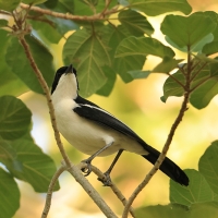 Dzierzyk zaroślowy - Laniarius aethiopicus - Tropical Boubou