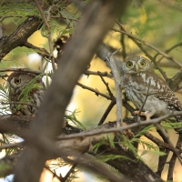 Sóweczka sawannowa - Glaucidium perlatum - Pearl-spotted Owlet
