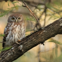 Sóweczka sawannowa - Glaucidium perlatum - Pearl-spotted Owlet