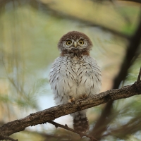 Sóweczka sawannowa - Glaucidium perlatum - Pearl-spotted Owlet