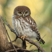 Sóweczka sawannowa - Glaucidium perlatum - Pearl-spotted Owlet