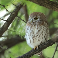 Sóweczka sawannowa - Glaucidium perlatum - Pearl-spotted Owlet