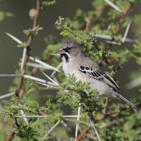 Łuskogłowik czarnobrody - Sporopipes squamifrons - Scaly-fronted Weaver