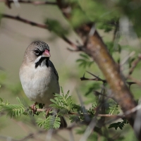 Łuskogłowik czarnobrody - Sporopipes squamifrons - Scaly-fronted Weaver