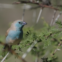 Motylik sawannowy - Uraeginthus angolensis - Blue-breasted Cordon-bleu
