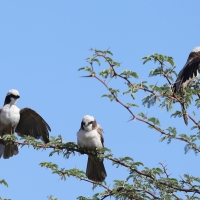 Białoczub maskowy - Eurocephalus anguitimens - Southern White-crowned Shrike