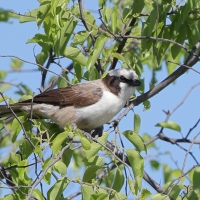 Białoczub maskowy - Eurocephalus anguitimens - Southern White-crowned Shrike