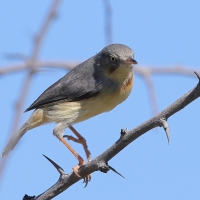 Popielatka akacjowa - Eremomela usticollis - Burnt-neck Eremomela