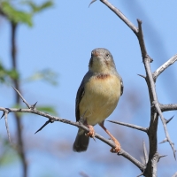 Popielatka akacjowa - Eremomela usticollis - Burnt-neck Eremomela