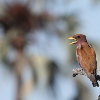 Kraskówka afrykańska - Eurystomus glaucurus - Broad-billed Roller