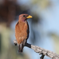 Kraskówka afrykańska - Eurystomus glaucurus - Broad-billed Roller