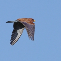 Kraskówka afrykańska - Eurystomus glaucurus - Broad-billed Roller
