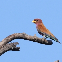 Kraskówka afrykańska - Eurystomus glaucurus - Broad-billed Roller