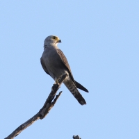 Sokół białorzytny - Falco dickinsoni - Dickinson's Kestrel