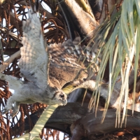 Puchacz mleczny - Bubo lacteus - Verreaux's Eagle Owl