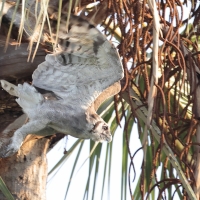 Puchacz mleczny - Bubo lacteus - Verreaux's Eagle Owl