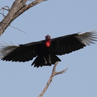 Dzioboróg kafryjski - Bucorvus leadbeateri - Southern Ground Hornbill