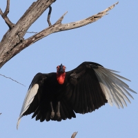 Dzioboróg kafryjski - Bucorvus leadbeateri - Southern Ground Hornbill