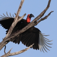 Dzioboróg kafryjski - Bucorvus leadbeateri - Southern Ground Hornbill