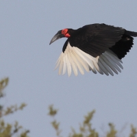 Dzioboróg kafryjski - Bucorvus leadbeateri - Southern Ground Hornbill