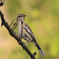 Drozdówka białosterna - Cercotrichas quadrivirgata - Bearded Scrub-Robin