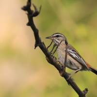 Drozdówka białosterna - Cercotrichas quadrivirgata - Bearded Scrub-Robin