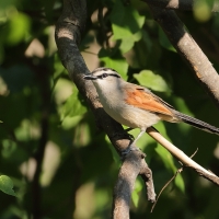 Czagra brązowołbista - Tchagra australis - Brown-crowned Tchagra
