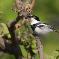 Krępnik czarnopierśny - Batis molitor - Chinspot Batis