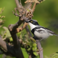 Krępnik czarnopierśny - Batis molitor - Chinspot Batis
