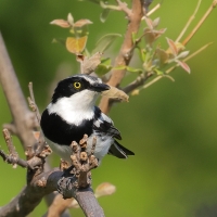 Krępnik czarnopierśny - Batis molitor - Chinspot Batis