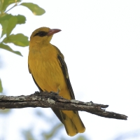 Wilga złota - Oriolus auratus - African Golden Oriole