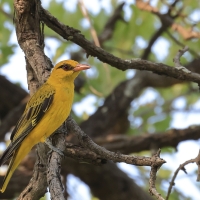 Wilga złota - Oriolus auratus - African Golden Oriole
