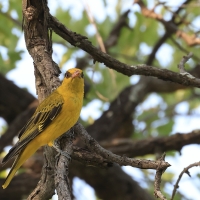 Wilga złota - Oriolus auratus - African Golden Oriole
