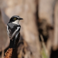 Krępnik czarnopierśny - Batis molitor - Chinspot Batis