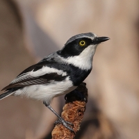 Krępnik czarnopierśny - Batis molitor - Chinspot Batis