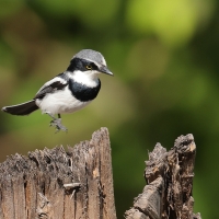 Krępnik czarnopierśny - Batis molitor - Chinspot Batis