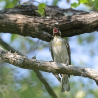 Miodowód duży - Indicator indicator - Greater Honeyguide