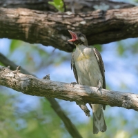 Miodowód duży - Indicator indicator - Greater Honeyguide