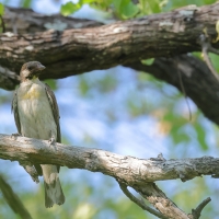 Miodowód duży - Indicator indicator - Greater Honeyguide