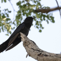 Kukułka czarna - Cuculus clamosus - Black Cuckoo