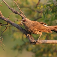 Tymal łuskogłowy - Turdoides hartlaubii - Hartlaub's Babbler