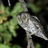 Syczek afrykański - Otus senegalensis - African Scops Owl
