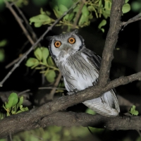 Szlarogłówka południowa - Ptilopsis granti - Southern White-faced Owl