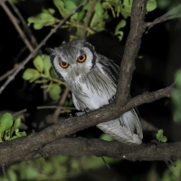 Szlarogłówka południowa - Ptilopsis granti - Southern White-faced Owl