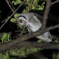 Szlarogłówka południowa - Ptilopsis granti - Southern White-faced Owl