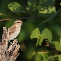 Wróbel białobrewy - Gymnoris superciliaris - Yellow-throated Petronia