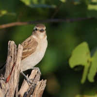 Wróbel białobrewy - Gymnoris superciliaris - Yellow-throated Petronia
