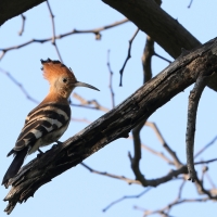 Dudek afrykański - Upupa epops africana - African Hoopoe