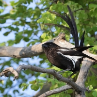 Dzierzba srokata - Lanius melanoleucus - Magpie Shrike