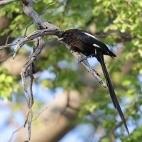 Dzierzba srokata - Lanius melanoleucus - Magpie Shrike